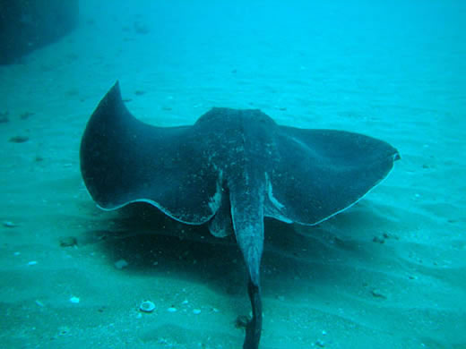 Dive HMAS Brisbane - Her Story Image Gallery  Bull Ray